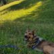 Hilfe gegen die Zeckenplage-Hund Emil Wiese Alpen Mittenwald Bayern